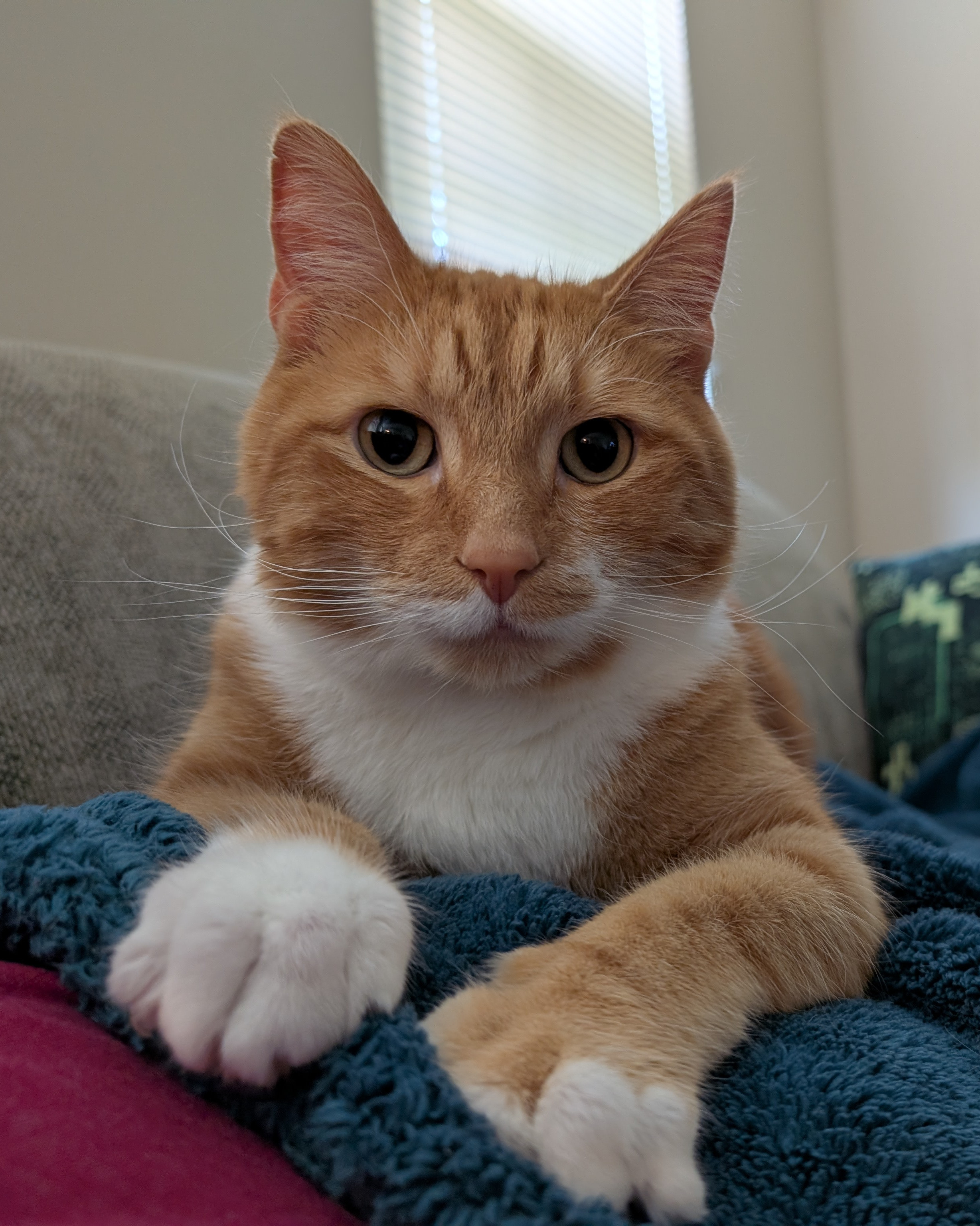 Felix the Cat